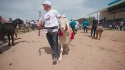 Бараны по цене квартиры Бараны по цене квартиры